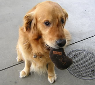 �C���[�W�ʐ^